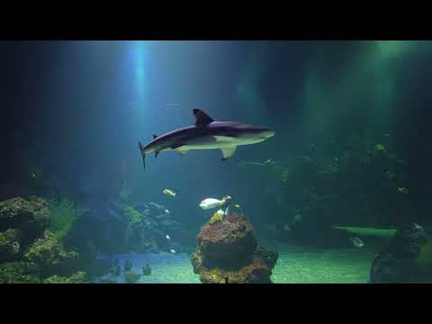 Hawaiian Reef Fish - Shark and other exotic fishes in Universeum, Gothenburg #sweden #tropical