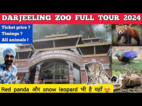 Darjeeling zoo tour - darjeeling zoo ticket price 2024 | Darjeeling zoo animals red panda video