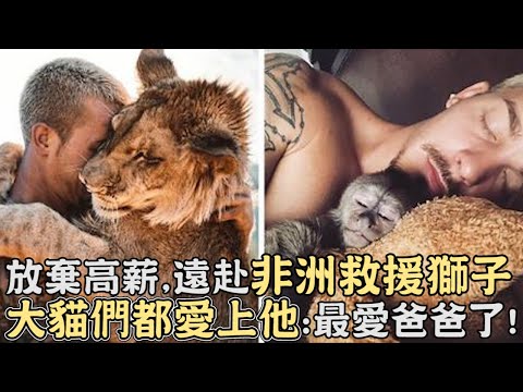 獅子見恩人就討抱抱!他遠赴非洲救援獅子,大貓們全都愛上他:最愛爸爸了！｜野生動物｜獅子｜非洲｜大貓｜感動