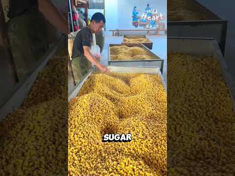 Processing Corn Wine