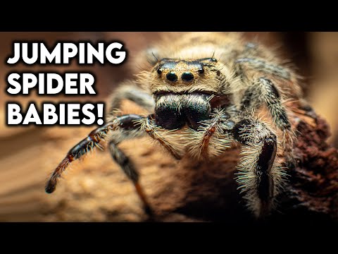 Jumping Spider Babies! [HUSBANDRY]