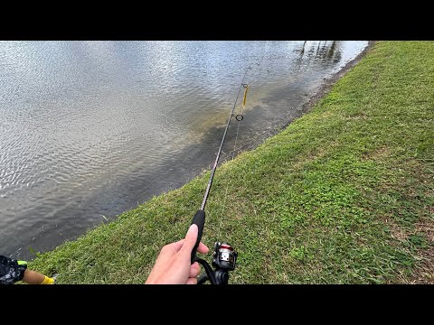 Bass fishing local ponds. Texas rig