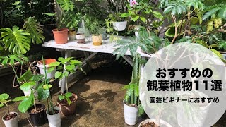 園芸ビギナーにおすすめの観葉植物11選