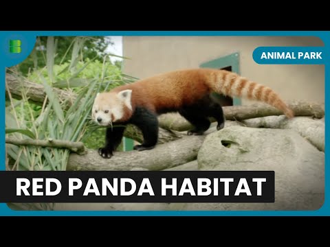 Red Pandas in the Wild! - Animal Park - Documentary