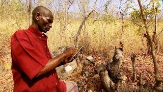 Tanzania: Google-Powered Chimpanzee Conservation