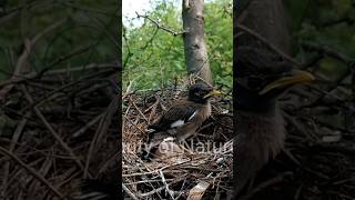 the elder pushed the younger child down #bird #trending #babybirds #viralbaby