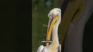 Great White Pelican 🦩 | Nature’s Expert Fisher! #wildlife #pelicon