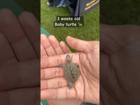 Cutest baby turtle 🐢