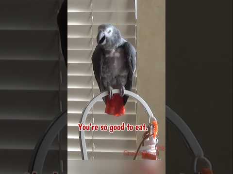 You're so good to eat! 🤣 #africangreyparrot #takingparrot #shorts