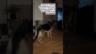 German shepherd DEFENDS against INTRUDERS #shorts #gsd #germanshepherd