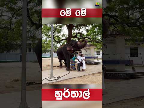 අලියා ෆොටෝ කිව්ව ගමන් එයා දෙන pose එක කොමද ❤️😍 #shorts #travellife #elephant #srilanka