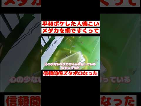 【メダカ】平和ボケした人懐こいめだかを網ですくって信頼関係ズタボロになった#可愛い飼育