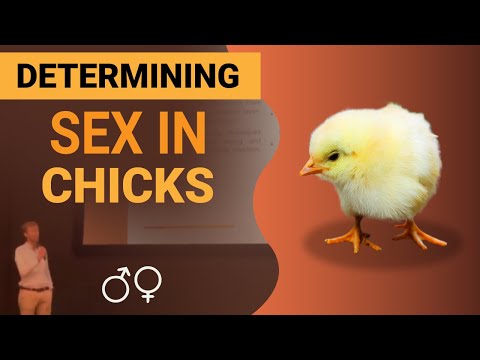 Determining Sex in Chicks -  30 second pitch