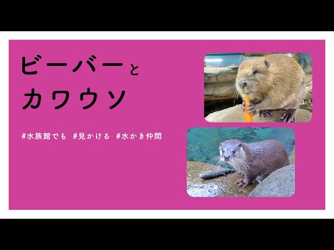 【#かわいい#楽しい#癒し#動物園に行こう】ビーバーとカワウソ