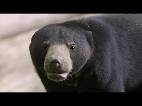 Release of 'Montom', the Rehabilitated Sun Bear