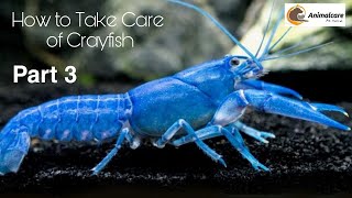 How to Take Care of Crayfish Best video 2022 #crayfish #crayfishvideo #crayfishcare