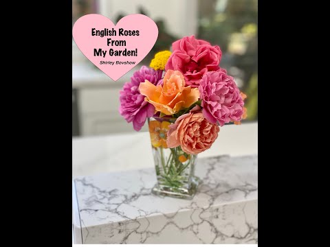 David Austin Roses From My Garden! Fragrant English Roses Cut Flowers!  🌹Shirley Bovshow (#shorts)