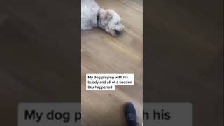 DOG HAVING SEIZURES