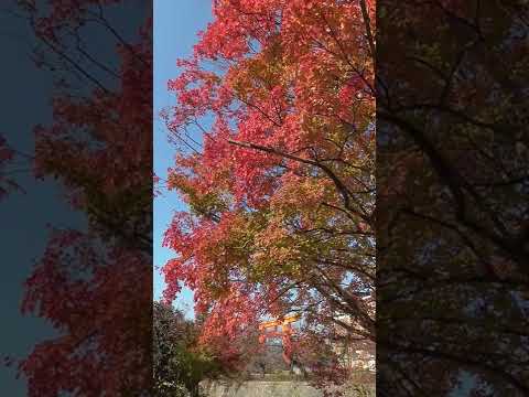 The changing colors of autumn leaves in Kyoto. #shorts