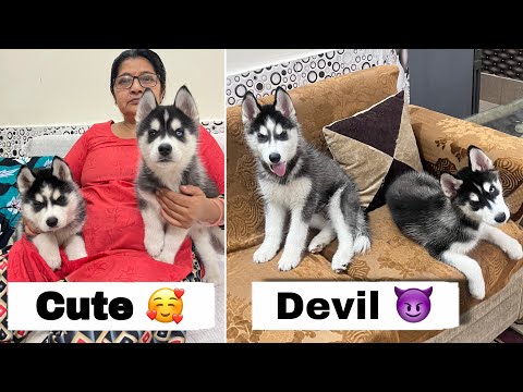 Panda & Sultan is Aggressive now 😨| Husky Dog | Rottweiler| Review reloaded￼