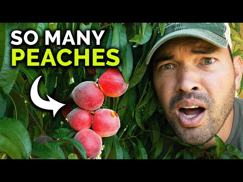 HUGE Stone Fruit Harvest & Tasting! 🍑