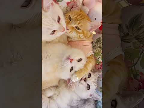 茶トラ猫家族の幸せな時間A happy moment for the cat family#cutest cat family#funny cat couple#可愛いニャンコたち暮らし動画#子猫#