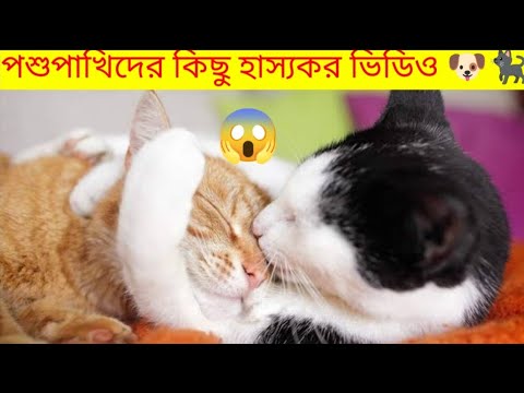 Some funny animal videos that will make you laugh😂😂||mayajaal ||#mayajaal#animalfunny#usmarttiko