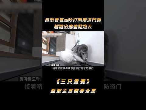 巨型貴賓36秒打開兩道門鎖，越獄出逃差點跑丟，急得主人趕緊請訓犬師#shorts