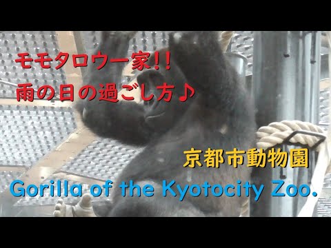 【ゴリラ】モモタロウ一家の雨の日の過ごし方・京都市動物園【Gorilla of the Kyotocity Zoo.】