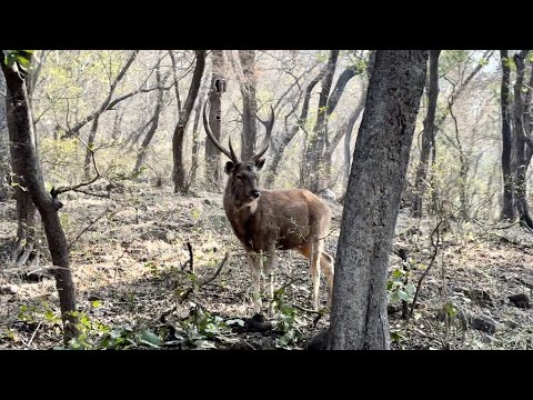 Wildlife Safari in Ranthambore National Park | Ranthambore Fort and Jangal Safari | The Young Monk |