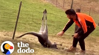 Man Frees Kangaroo From Fence | The Dodo