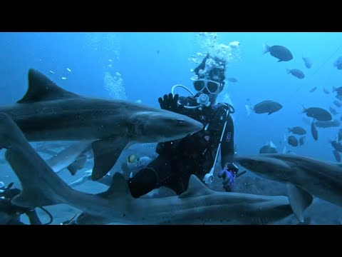 Tateyama - Shark Scuba Diving Cinematic Music Video(2023)