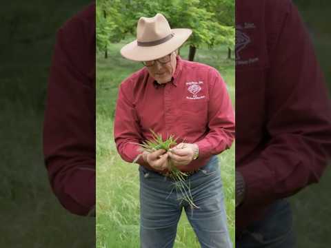 “Nobody knows what they [grasses] are!” The Lunatic Farmer’s Silvopasture made by Pigs #joelsalatin