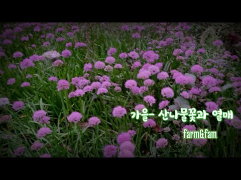 가을-산나물 꽃과 열매