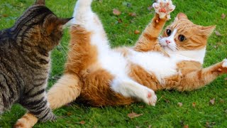 Over the top DRAMATIC CATS 😆 Best Funny Cats videos 2024 😂