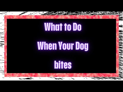 What to Do When Your Dog Bites: Step-by-Step Guide 🐾