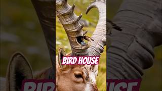 the most extraordinary bird house #part10 #birds #birdhouses #viralvideo