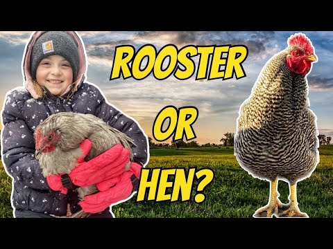 Rooster or Hen? How to Tell…