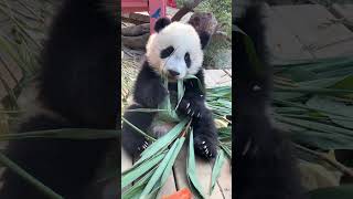 MEIZHU #cute #chinapanda #pandachina #cutepanda #animals #panda #pandafushun