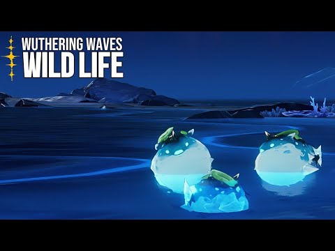 TDs Wildlife Documentary | Gulpuff | Wuthering Waves