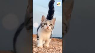 CAT WALK VIDEO | Animal's vedio #funnyvideo #animals #catrunnig #cutecat