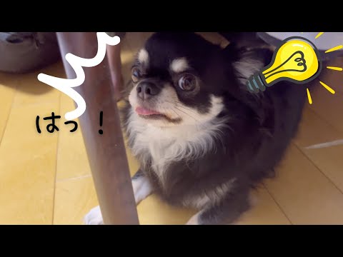 ママンの顔を見ると思いついちゃう！！ブラックタンチワワの麦#チワワ #犬のいる生活 #ブラックタンチワワ