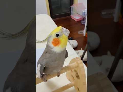 Adorable Cockatiel Larry's Cute Singing Moments 🥰🦜 #cockatielscraze #birdsinging #cutepets