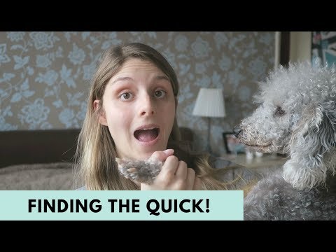 HOW TO FIND THE QUICK ON DARK DOG NAILS