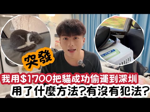 【突發】我用$1700把貓成功偷運到深圳！用了什麼方法？有沒有犯法？ | LEMON檸檬￼￼￼￼