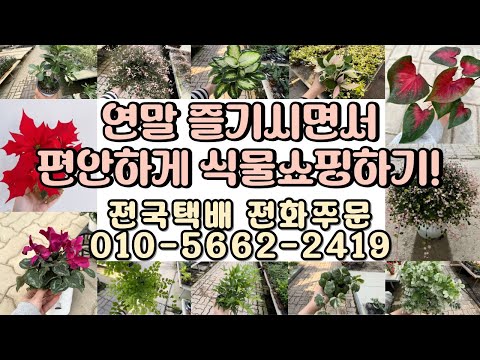 연말 바쁘시죠!? 연말 즐기시면서 식물은 편안하게 쇼핑하세용