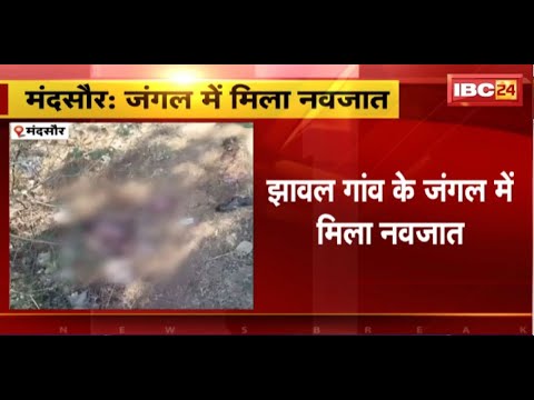 Mandsaur News : झावल गांव के जंगल में मिला नवजात | सूचना पर Police ने Hospital में कराया एडमिट