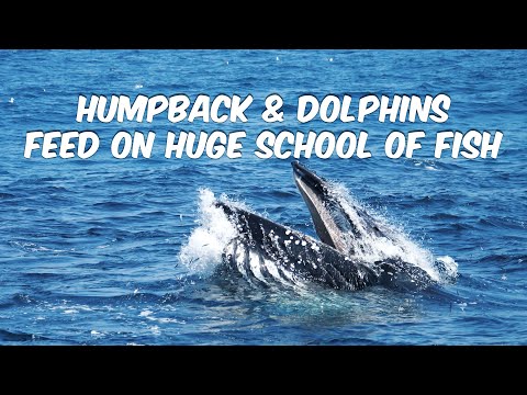 Humpback Whale Surface Lunge Feeding on Huge School of Fish Alongside Dolphins off Dana Point, CA