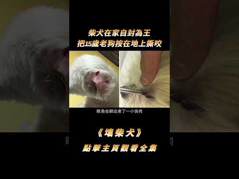 柴犬在家自封為王，把15歲老狗按在地上撕咬，主人無奈請訓犬師教育#shorts