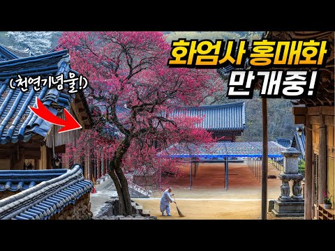 구례 화엄사 홍매화 개화시기 가는법 총정리! | 대중교통 당일치기 국내여행 | temple travel in Gurye, Korea